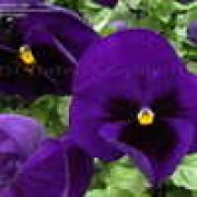 Viola wittrockiana  Carneval Early Purple with Blotch